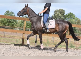 Otras razas, Caballo castrado, 7 años, 170 cm, Castaño oscuro