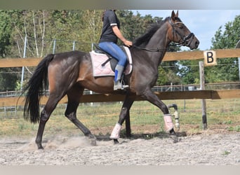 Otras razas, Caballo castrado, 7 años, 170 cm, Castaño oscuro