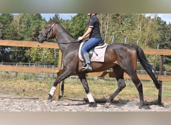 Otras razas, Caballo castrado, 7 años, 170 cm, Castaño oscuro