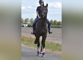 Otras razas, Caballo castrado, 7 años, 170 cm, Castaño oscuro