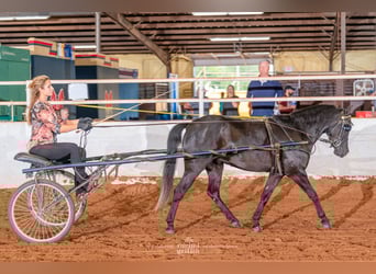 Otras razas, Caballo castrado, 7 años, Negro