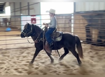 Otras razas, Caballo castrado, 8 años, 112 cm, Castaño