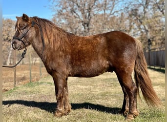 Otras razas, Caballo castrado, 8 años, 112 cm, Castaño