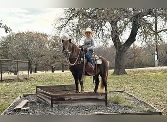 Otras razas, Caballo castrado, 8 años, 112 cm, Castaño