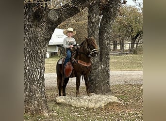 Otras razas, Caballo castrado, 8 años, 112 cm, Castaño