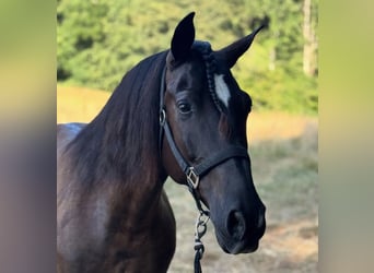 Otras razas, Caballo castrado, 8 años, 115 cm, Morcillo