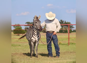 Otras razas, Caballo castrado, 8 años, 132 cm