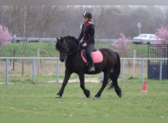 Otras razas, Caballo castrado, 8 años, 142 cm, Negro