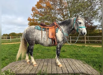 Otras razas, Caballo castrado, 8 años, 142 cm, Tordo rodado