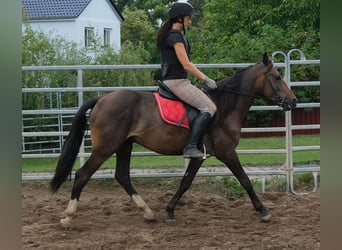 Otras razas, Caballo castrado, 8 años, 148 cm, Castaño oscuro