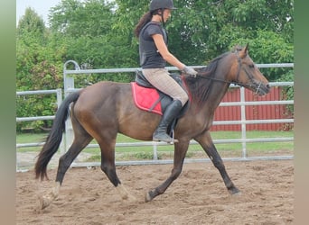 Otras razas, Caballo castrado, 8 años, 148 cm, Castaño oscuro