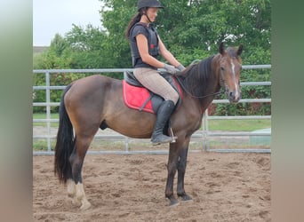 Otras razas, Caballo castrado, 8 años, 148 cm, Castaño oscuro