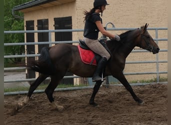 Otras razas, Caballo castrado, 8 años, 148 cm, Castaño oscuro