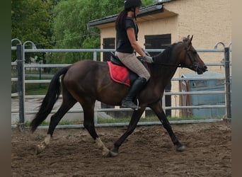 Otras razas, Caballo castrado, 8 años, 148 cm, Castaño oscuro