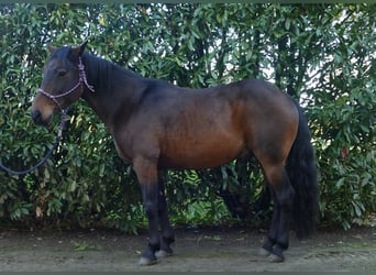 Otras razas, Caballo castrado, 8 años, 149 cm, Castaño