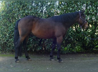 Otras razas, Caballo castrado, 8 años, 149 cm, Castaño