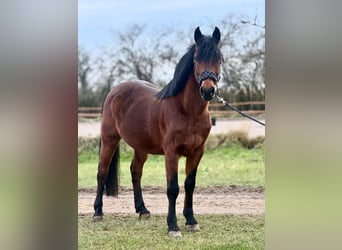 Otras razas, Caballo castrado, 8 años, 149 cm, Castaño oscuro