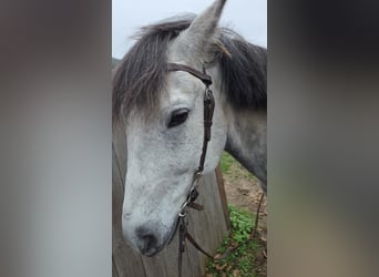 Otras razas Mestizo, Caballo castrado, 8 años, 149 cm, Tordo rodado