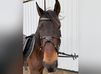 Otras razas, Caballo castrado, 8 años, 150 cm, Castaño
