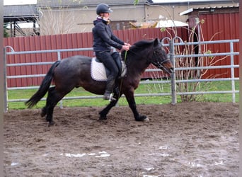 Otras razas Mestizo, Caballo castrado, 8 años, 150 cm, Musgo marrón