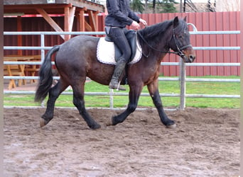 Otras razas Mestizo, Caballo castrado, 8 años, 150 cm, Musgo marrón