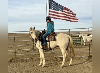 Otras razas, Caballo castrado, 8 años, 152 cm, Palomino