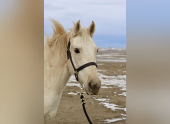 Otras razas, Caballo castrado, 8 años, 152 cm, Palomino