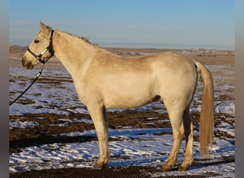 Otras razas, Caballo castrado, 8 años, 152 cm, Palomino