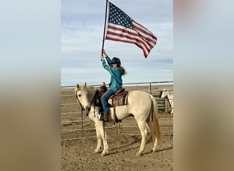 Otras razas, Caballo castrado, 8 años, 152 cm, Palomino