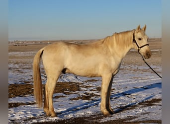 Otras razas, Caballo castrado, 8 años, 152 cm, Palomino