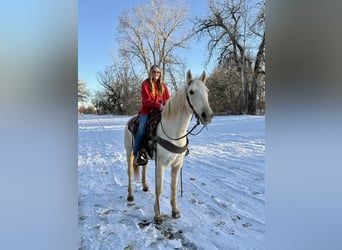 Otras razas, Caballo castrado, 8 años, 152 cm, Palomino