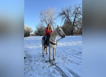 Otras razas, Caballo castrado, 8 años, 152 cm, Palomino