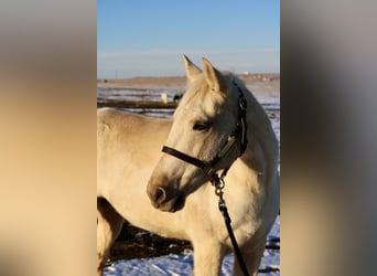 Otras razas, Caballo castrado, 8 años, 152 cm, Palomino