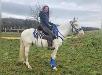Otras razas, Caballo castrado, 8 años, 153 cm, Cremello