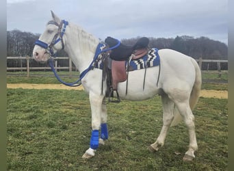 Otras razas, Caballo castrado, 8 años, 153 cm, Cremello