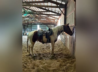 Otras razas, Caballo castrado, 8 años, 155 cm, Tobiano-todas las-capas