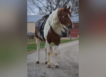 Otras razas, Caballo castrado, 8 años, 155 cm, Tobiano-todas las-capas