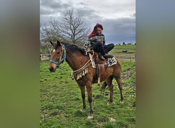 Otras razas, Caballo castrado, 8 años, 157 cm, Castaño