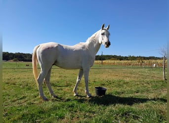 Otras razas, Caballo castrado, 8 años, 157 cm, Tordo