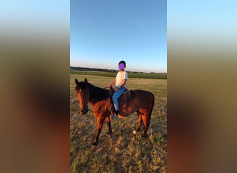 Otras razas, Caballo castrado, 8 años, 158 cm, Castaño