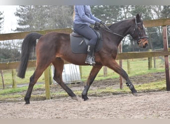 Otras razas, Caballo castrado, 8 años, 158 cm, Castaño oscuro