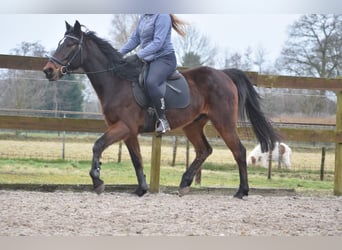 Otras razas, Caballo castrado, 8 años, 158 cm, Castaño oscuro