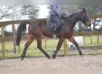 Otras razas, Caballo castrado, 8 años, 158 cm, Castaño oscuro