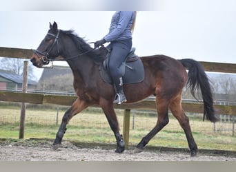 Otras razas, Caballo castrado, 8 años, 158 cm, Castaño oscuro