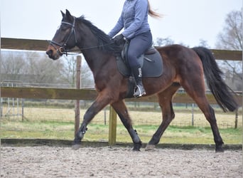 Otras razas, Caballo castrado, 8 años, 158 cm, Castaño oscuro