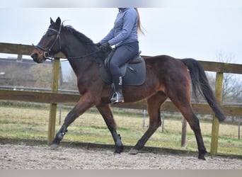 Otras razas, Caballo castrado, 8 años, 158 cm, Castaño oscuro