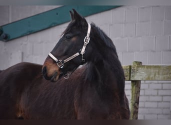 Otras razas, Caballo castrado, 8 años, 158 cm, Castaño oscuro