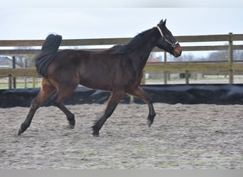 Otras razas, Caballo castrado, 8 años, 158 cm, Castaño oscuro