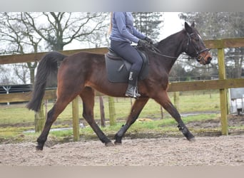 Otras razas, Caballo castrado, 8 años, 158 cm, Castaño oscuro