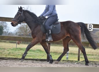 Otras razas, Caballo castrado, 8 años, 158 cm, Castaño oscuro